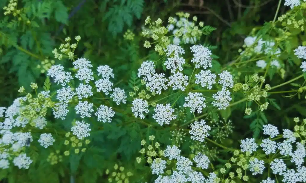 Poison Hemlock