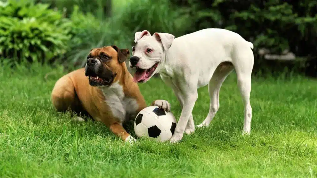 Two playful dogs enjoying a sunny day outdoors on a lush green lawn