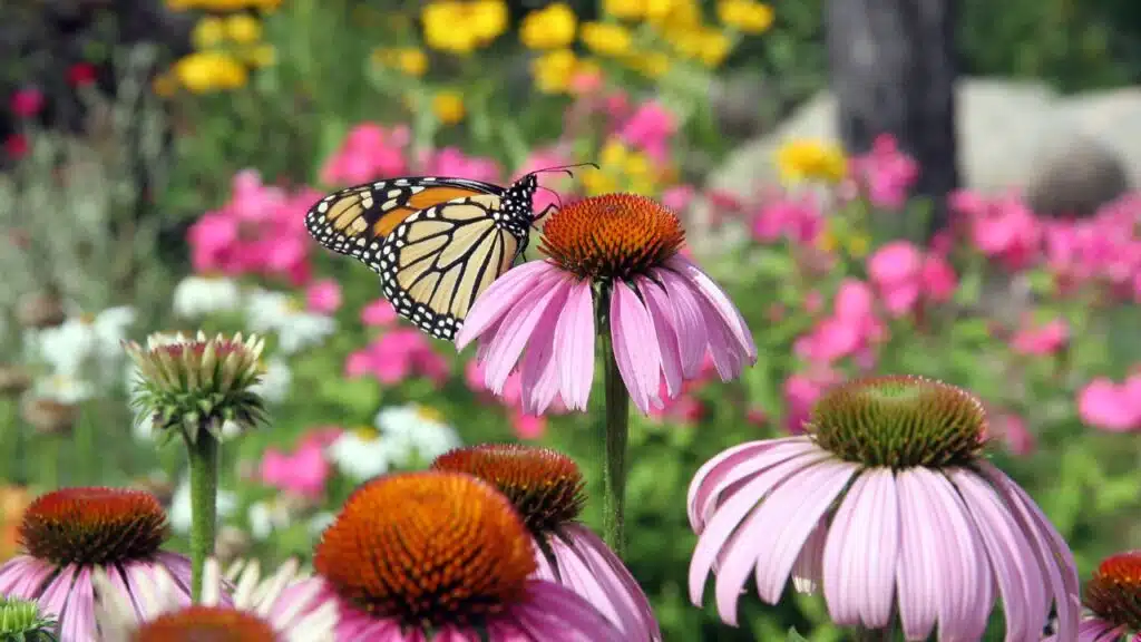 Monarch Butterfly on Purple Coneflower in a Vibrant Garden