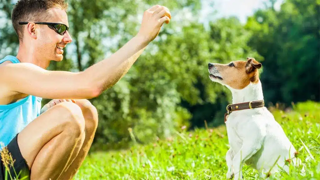 Man training his Jack Russell Terrier with a treat outdoors on a sunny day in a grassy field.