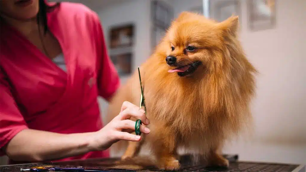 A groomer trims a fluffy Pomeranian's fur, ensuring the dog looks neat and well-maintained