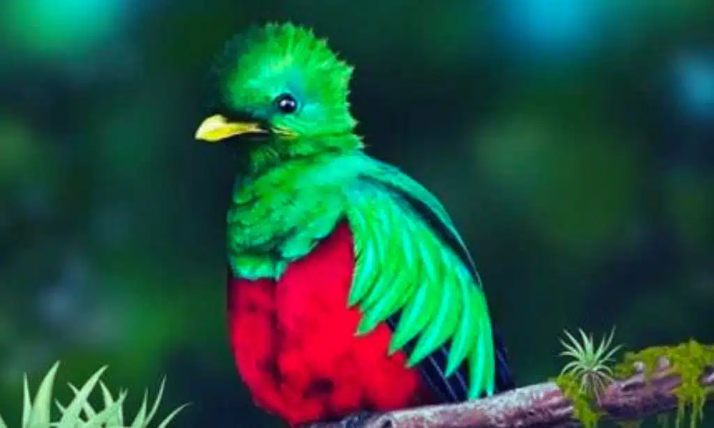 Resplendent Quetzal