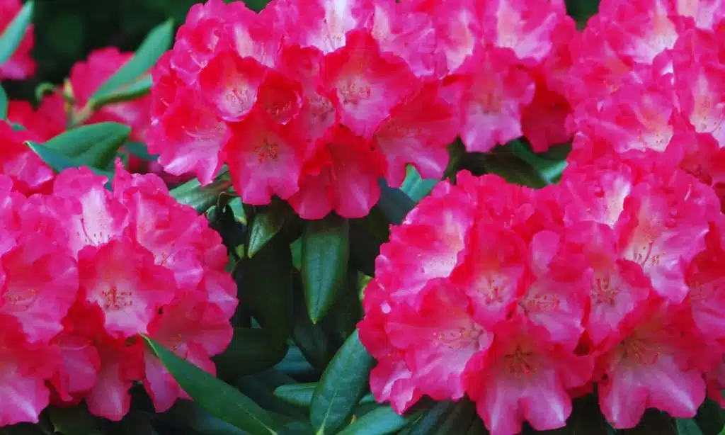 Rhododendron and Azalea