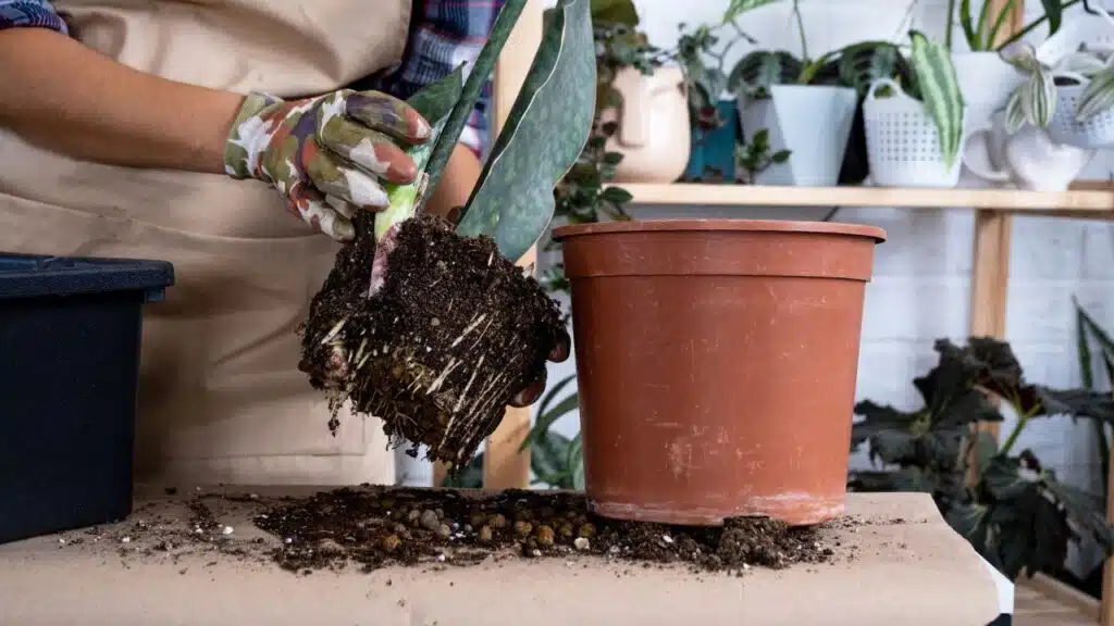 A person repotting a plant, holding it by the root ball with soil still attached