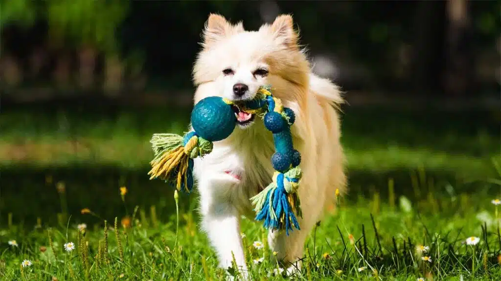 A playful fluffy dog runs on grass, holding a colorful rope toy with a blue ball in its mouth