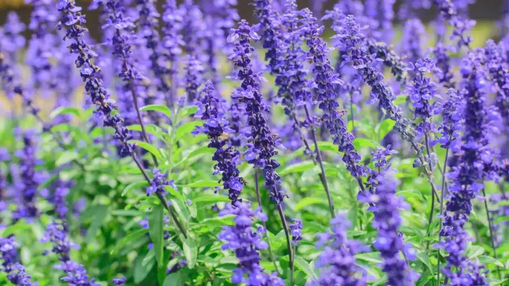 A cluster of purple salvia flowers in full bloom
