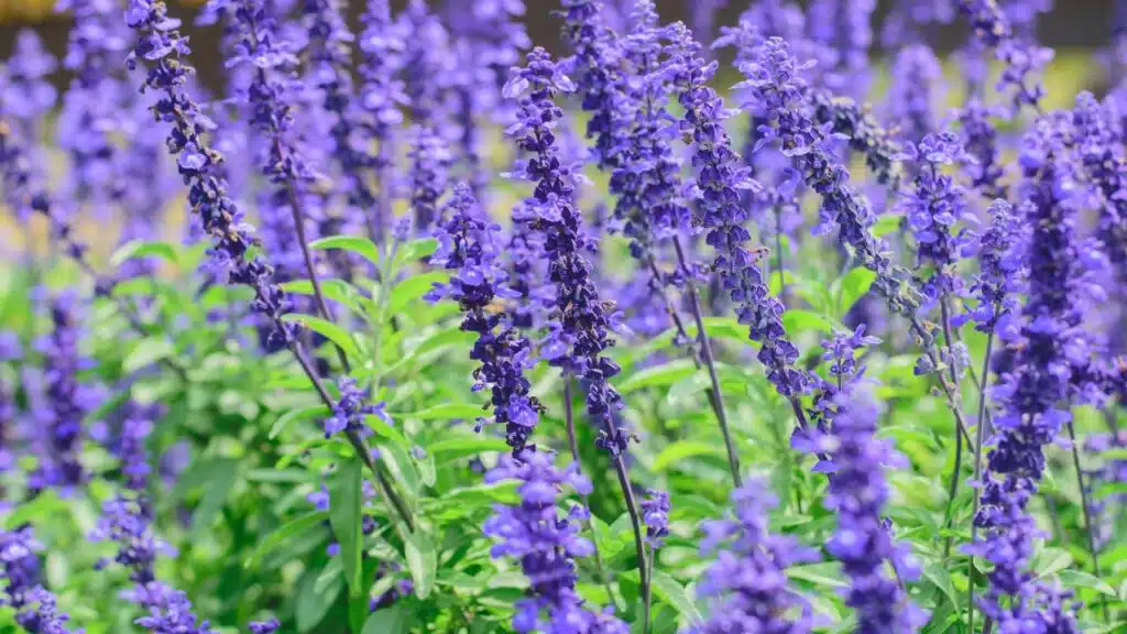 Blooming Purple Lavender Flowers in a Lush Garden