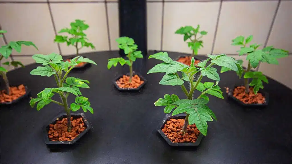 Young tomato plants growing in small pots with nutrient-rich substrate in an indoor setup.
