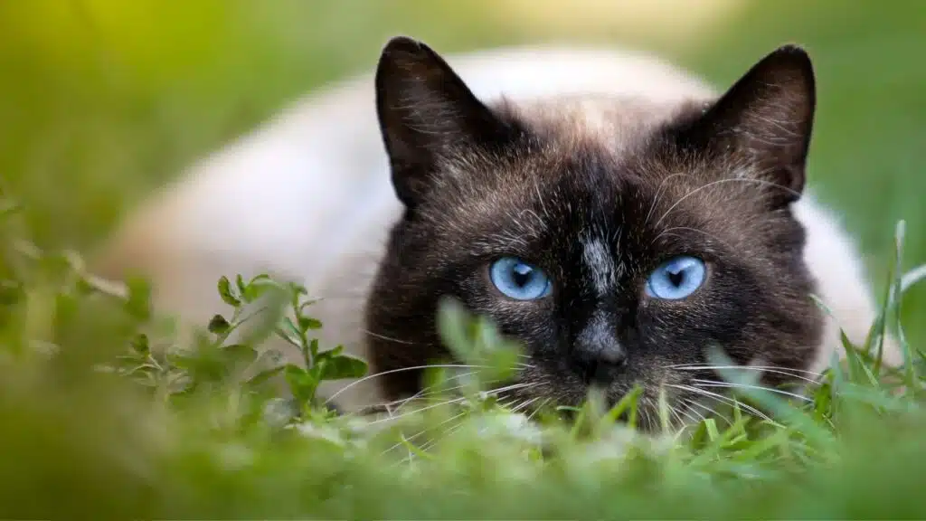 A Siamese cat with striking blue eyes is lying low in the grass