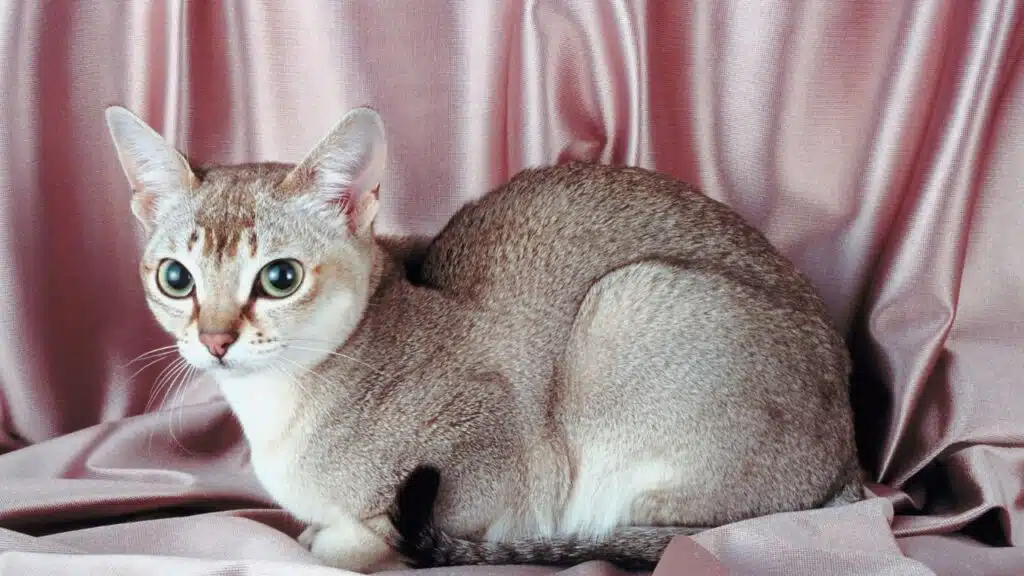 A sleek, light brown Singapura cat with large, round eyes is sitting on a soft