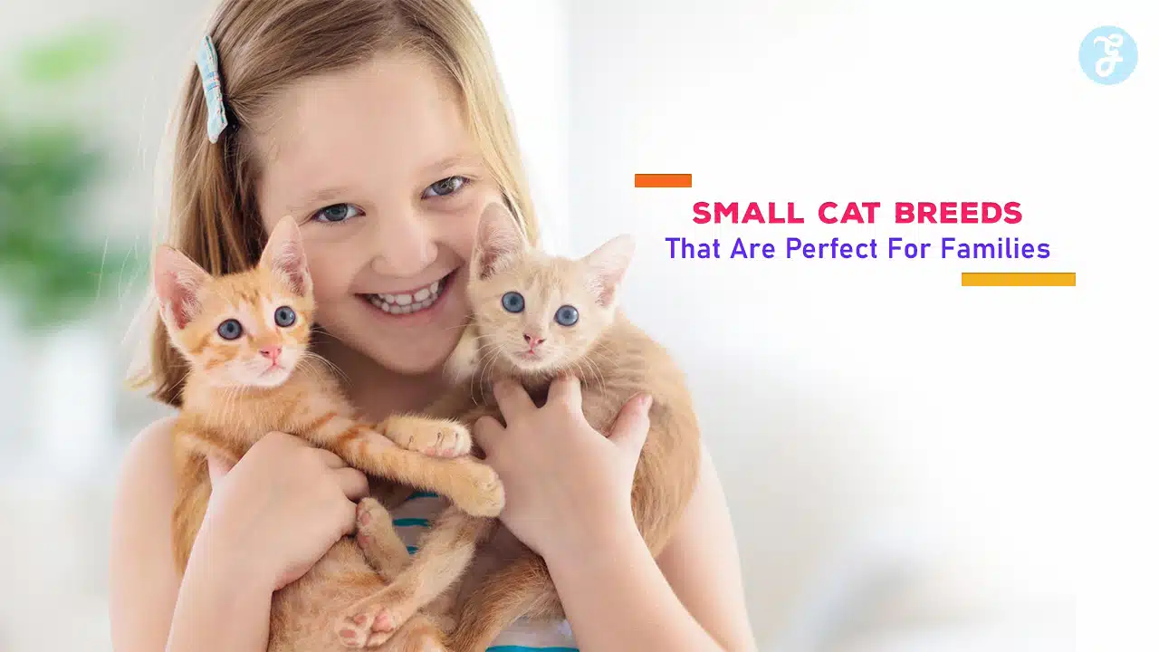 Small Cat Breeds That Are Perfect For Families