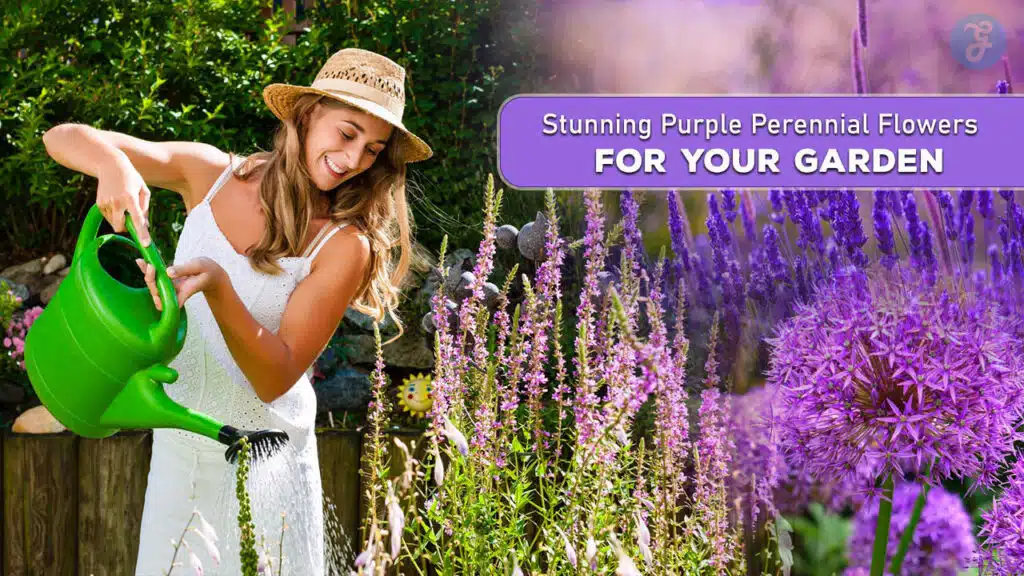 Stunning Purple Perennial Flowers for Your Garden