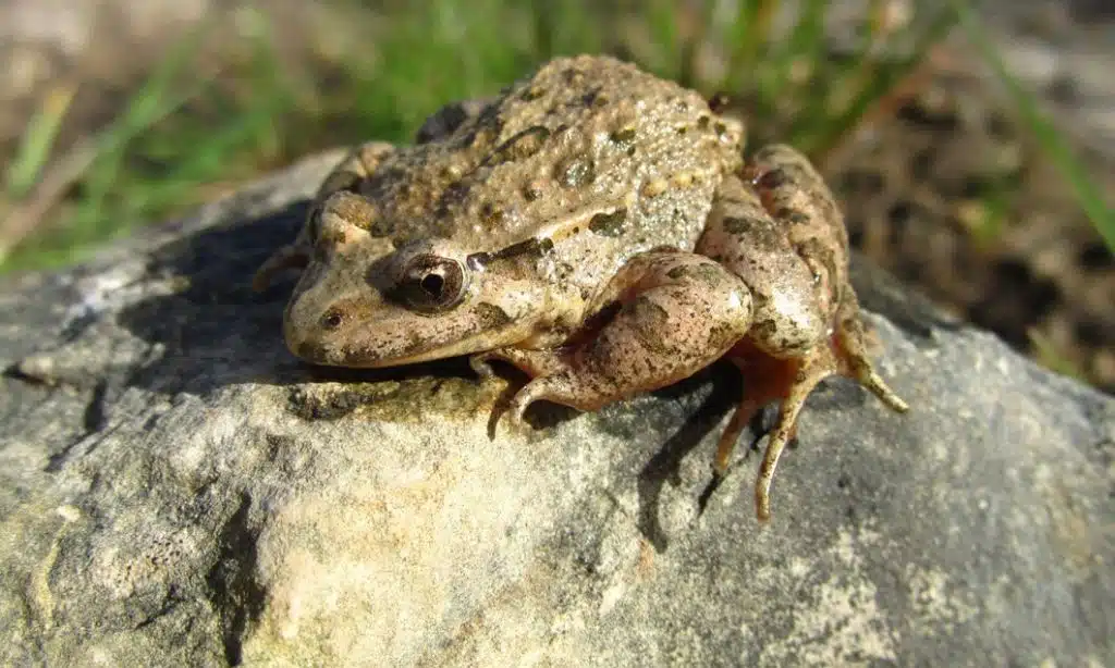 The Hairy Frog's Wolverine-Like Claws