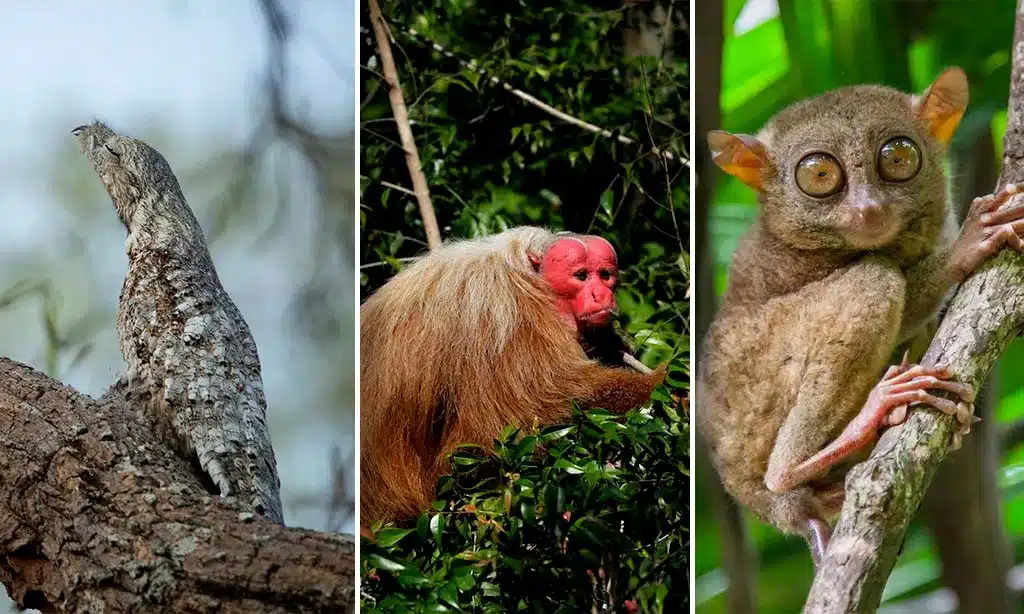 The Naked Mole Rat's Pain Resistance