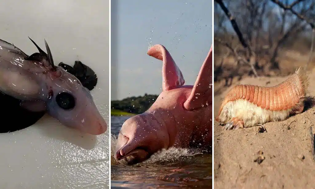 The Pearlfish's Unusual Living Quarters