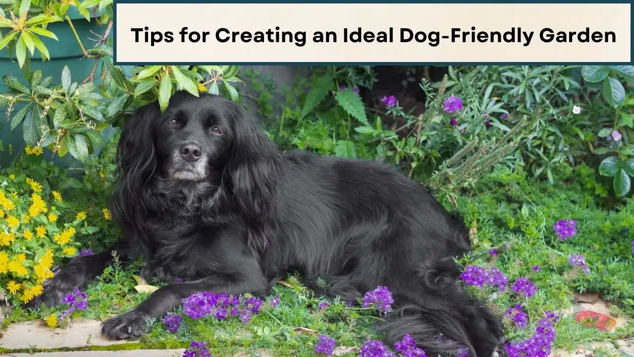 Tips for Creating an Ideal Dog-Friendly Garden