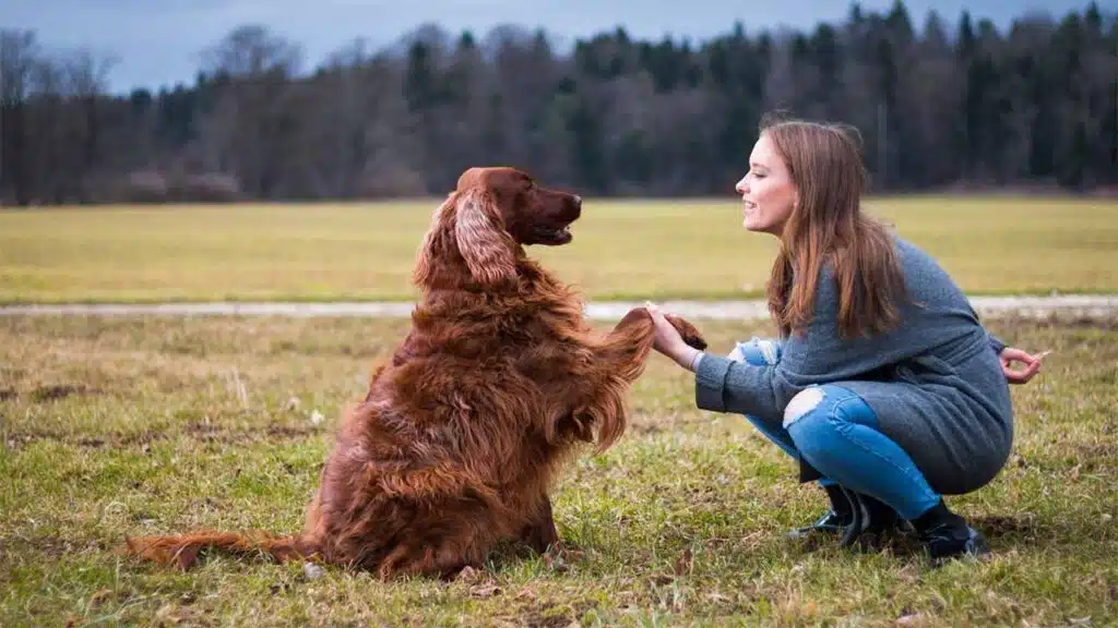 Young woman playing with her Irish Setter dog in a grassy field