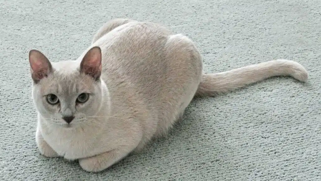 A light gray cat with large ears and piercing eyes sits calmly on a pale carpet