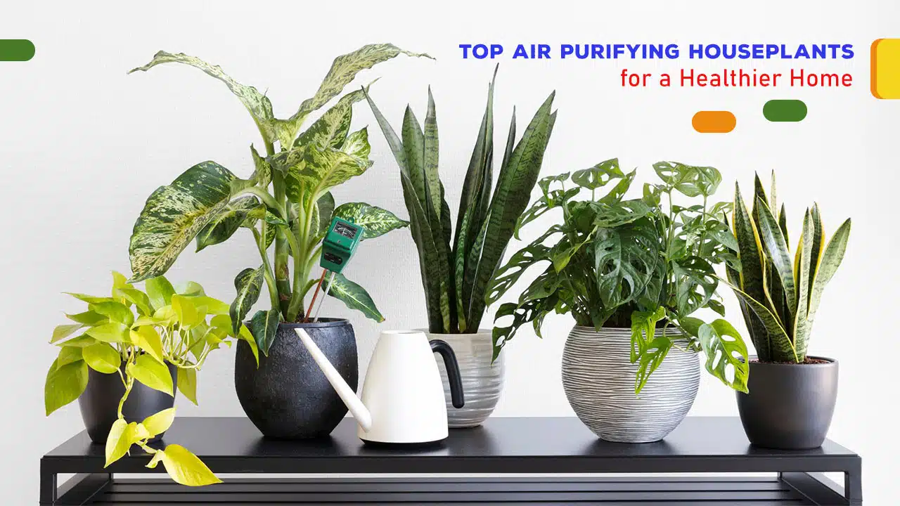 Top Air Purifying Houseplants for a Healthier Home