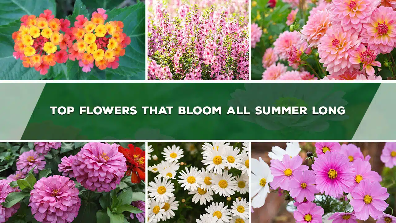 Top Flowers That Bloom All Summer Long