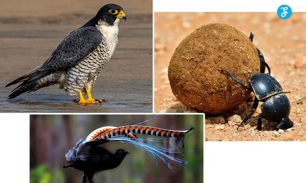 Unbelievable Animal Abilities That Seem Like Superpowers.