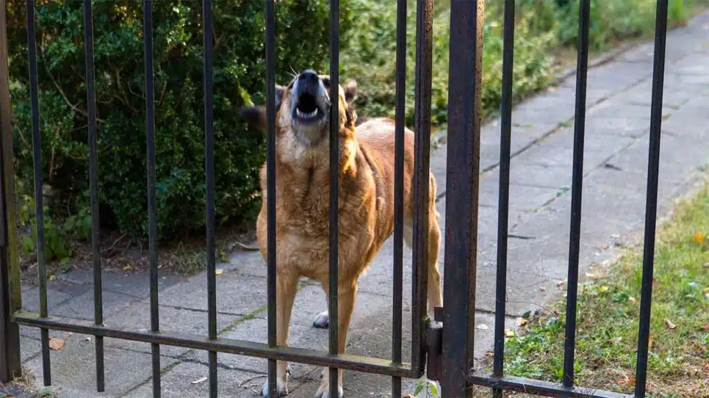 Alert brown dog barking behind a metal gate
