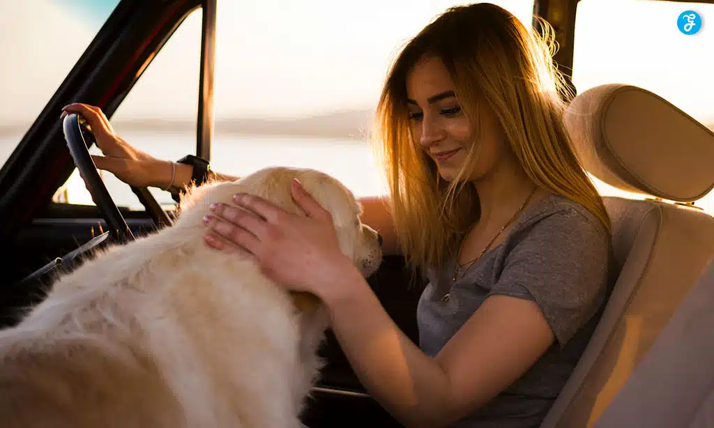 A young woman is sitting in a car with a golden retriever. She gently pets the dog.