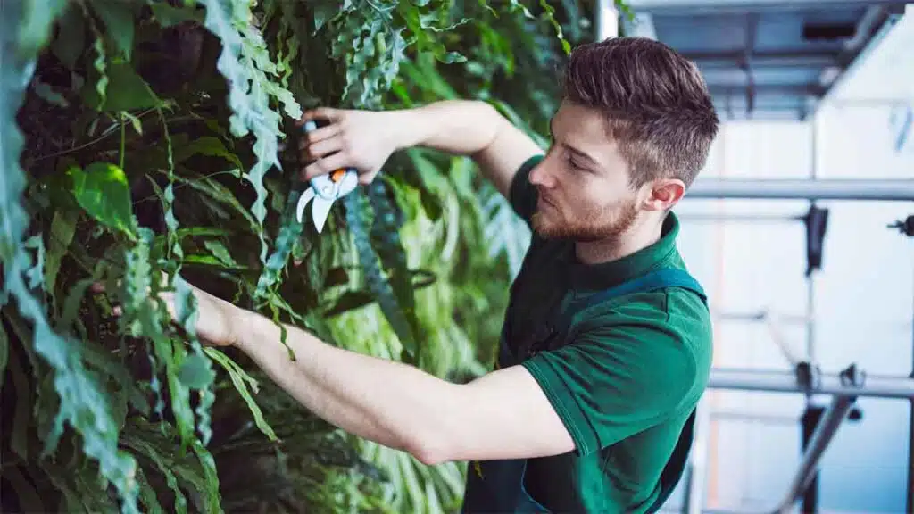 Gardener trimming plants on a lush vertical garden wall with pruning shears