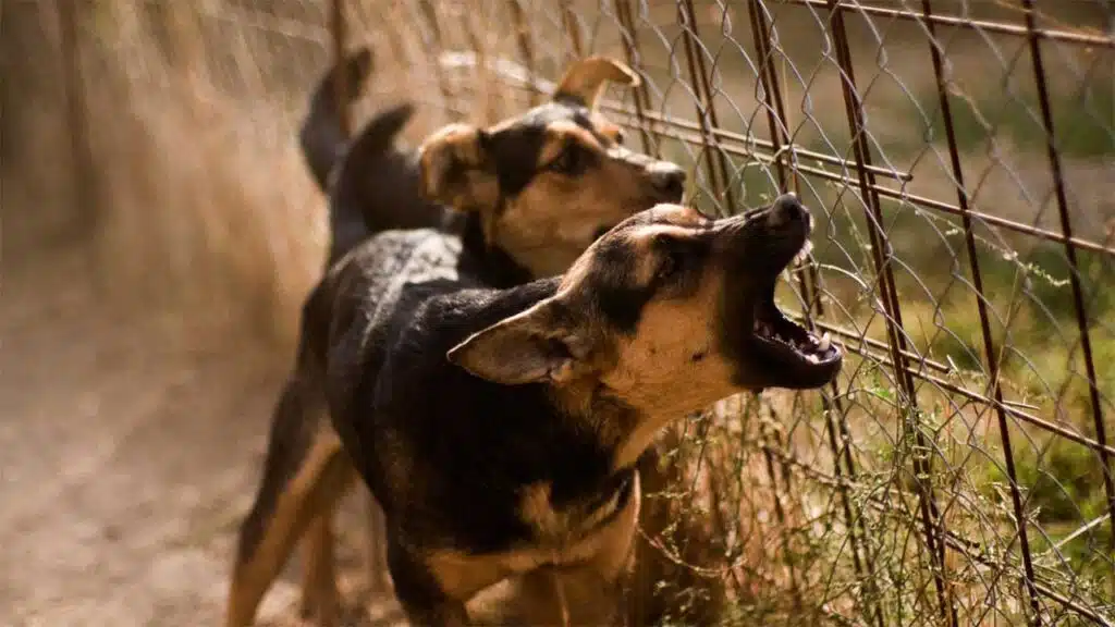 Two alert dogs barking through a chain-link fence, expressing vigilance and protection