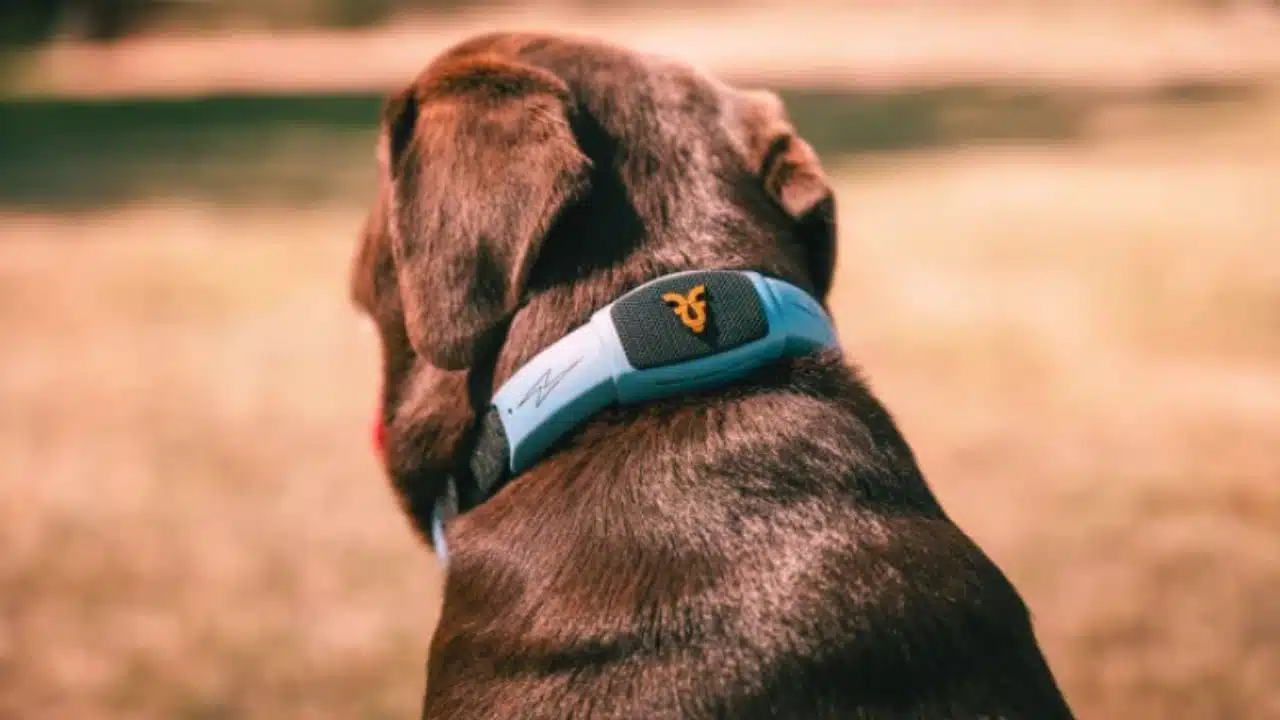 AI Pet Collars