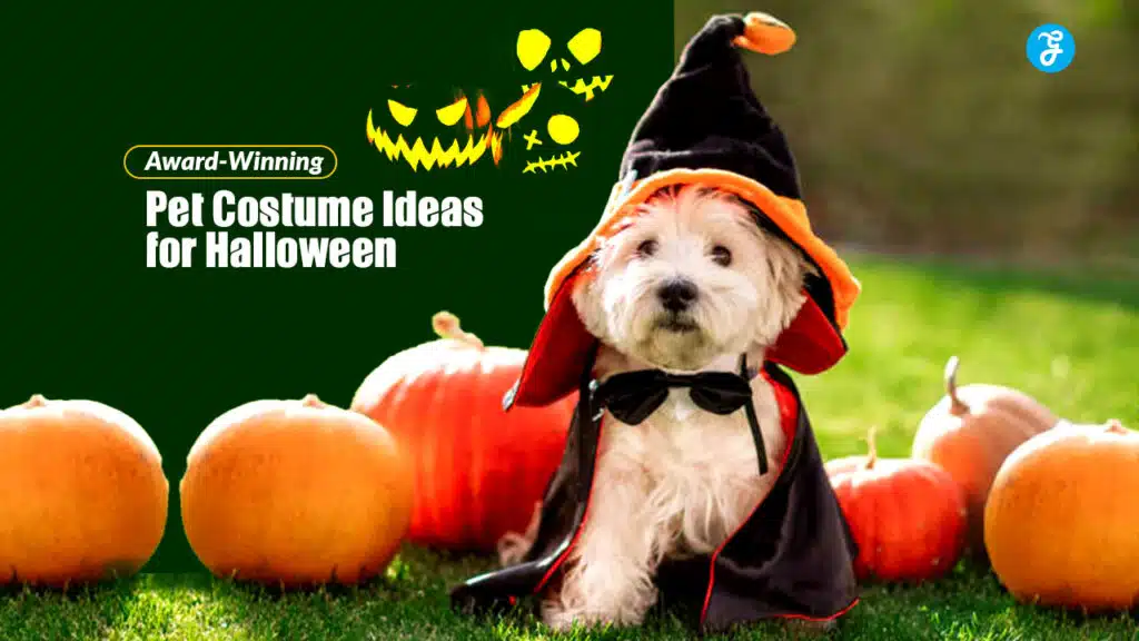Award-Winning Pet Costume Ideas for Halloween