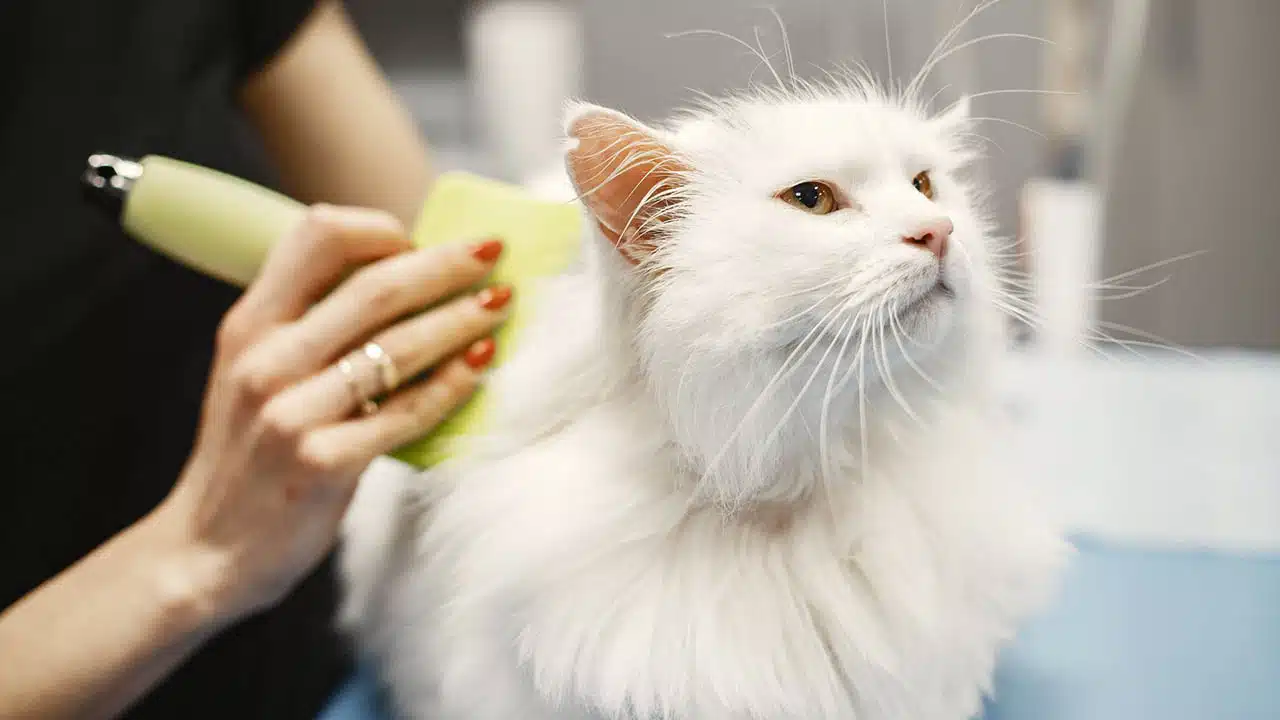 Brush Regularly to Prevent Tangles and Mats