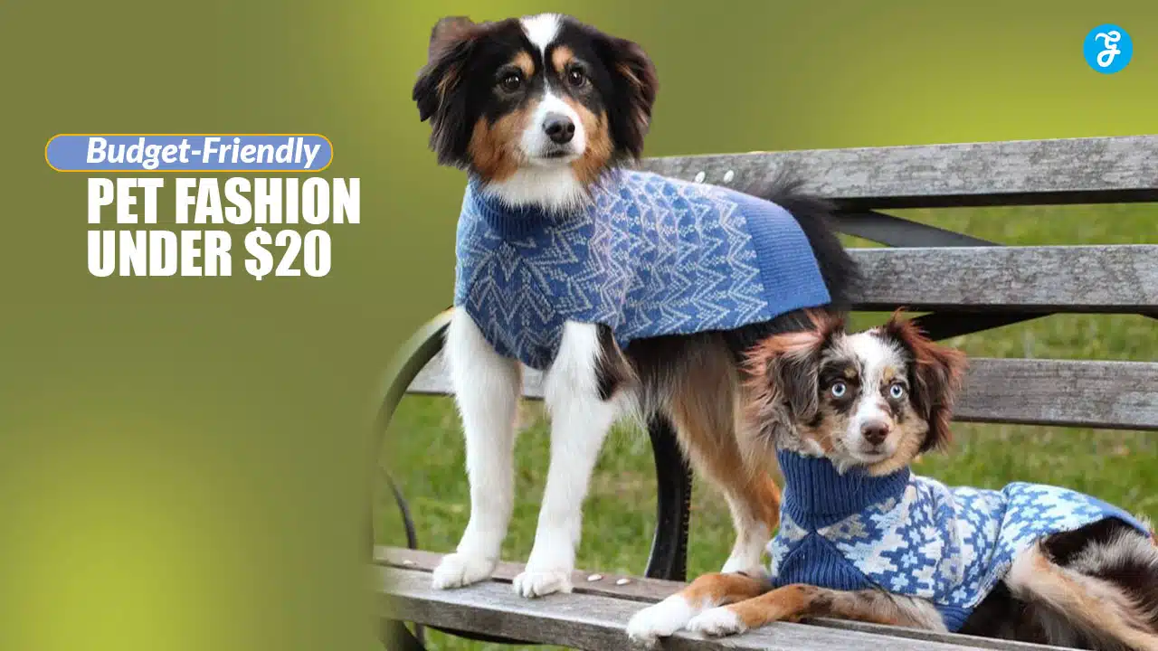 Budget-Friendly Pet Fashion Under $20