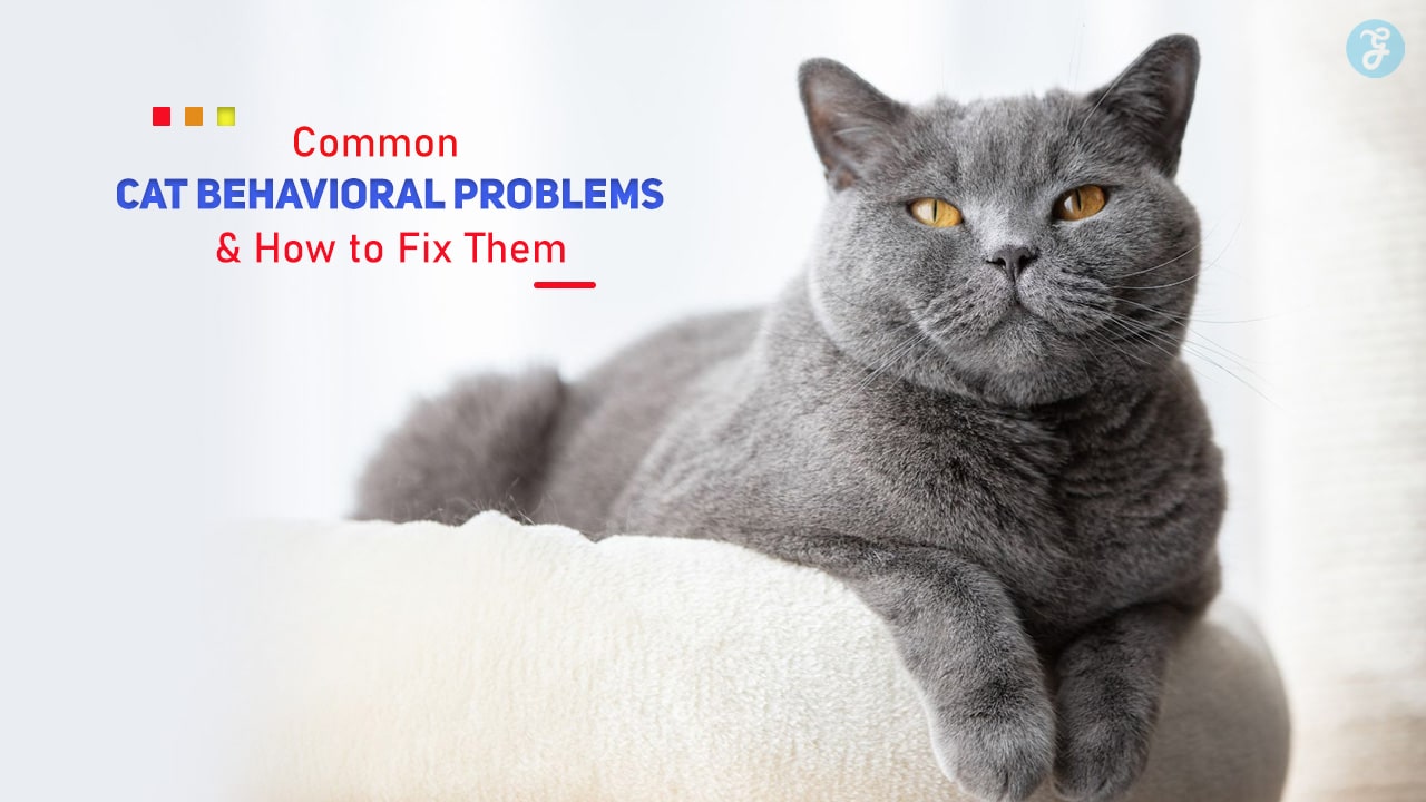 10 Common Cat Behavioral Problems and How to Fix Them