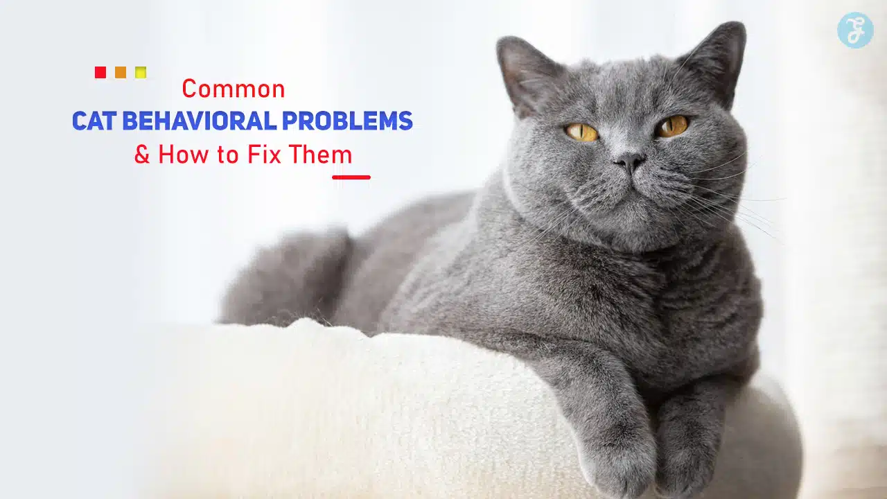Common Cat Behavioral Problems and How to Fix Them