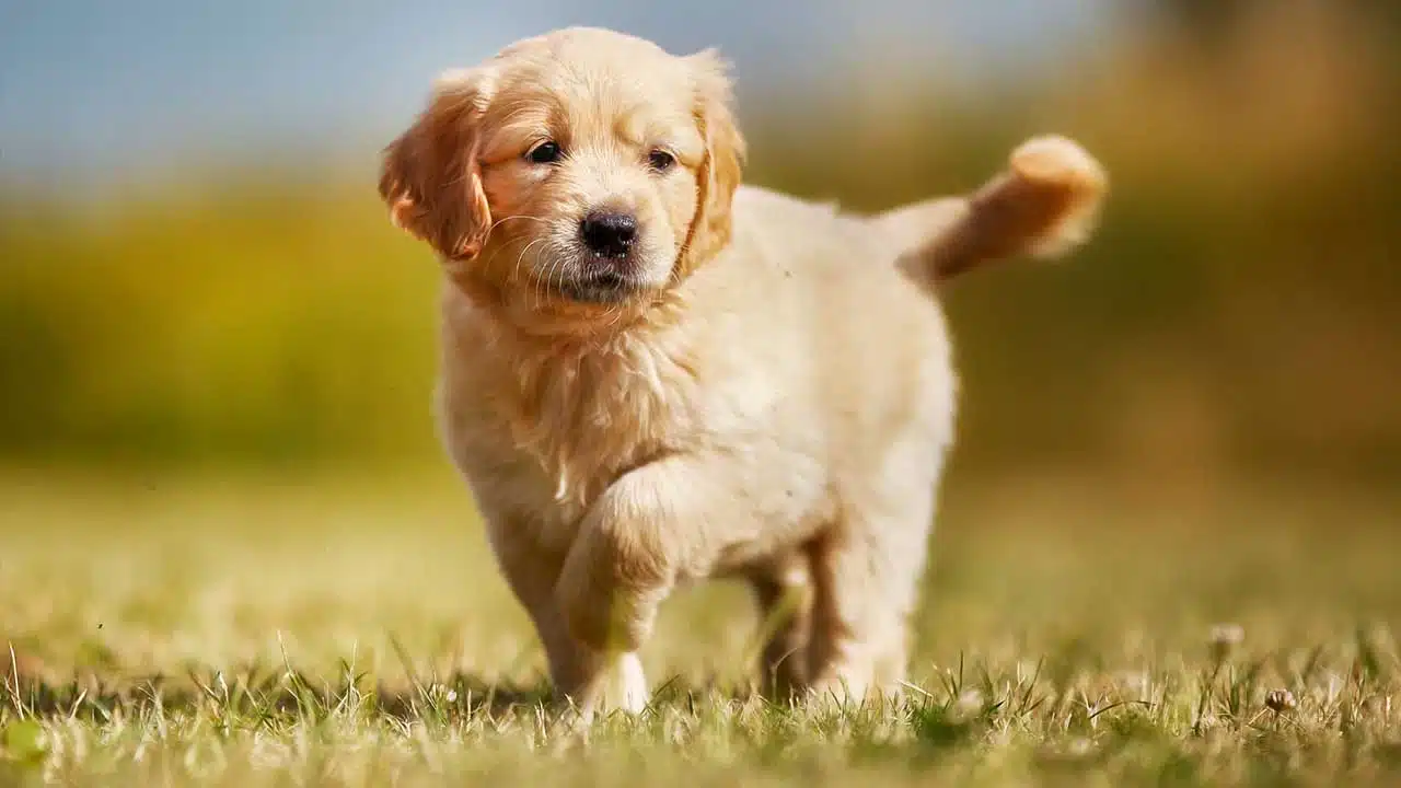 Crate Train for Housebreaking Success
