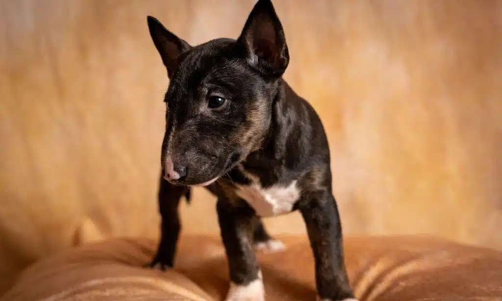 German Shorthaired Pointer