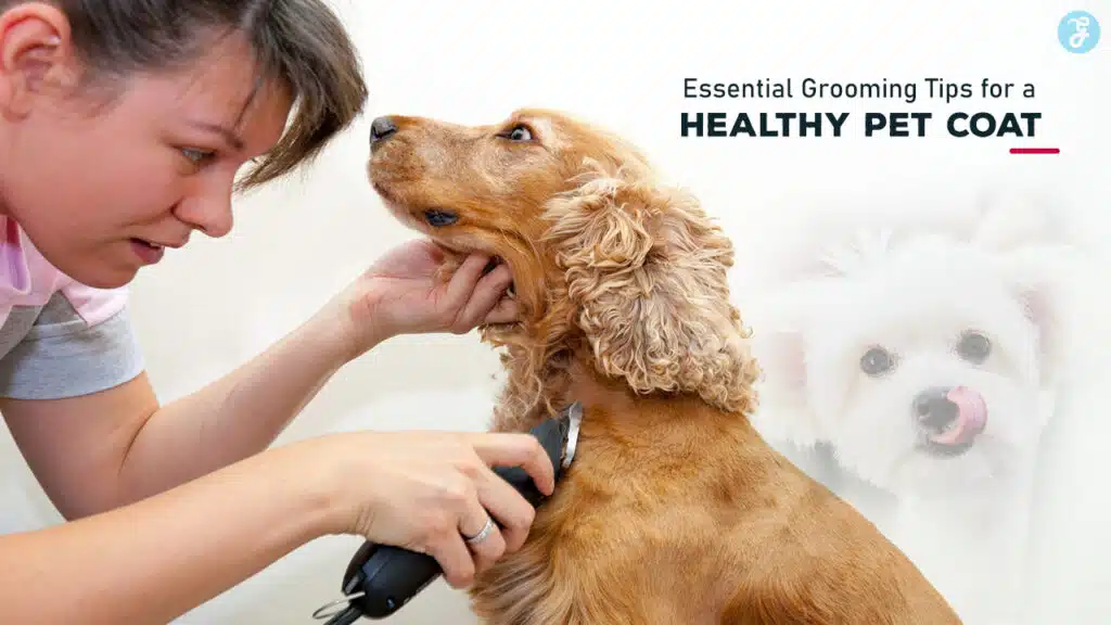 Grooming Tips for a Healthy Pet Coat