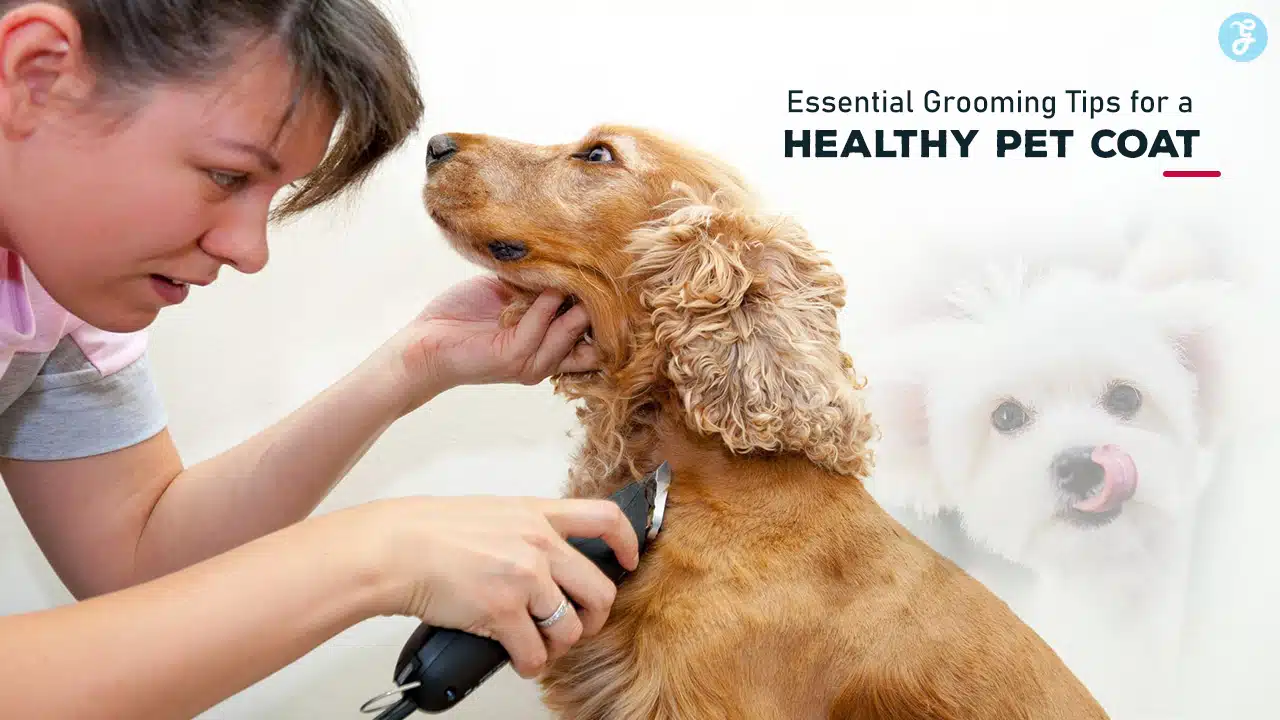 Grooming Tips for a Healthy Pet Coat