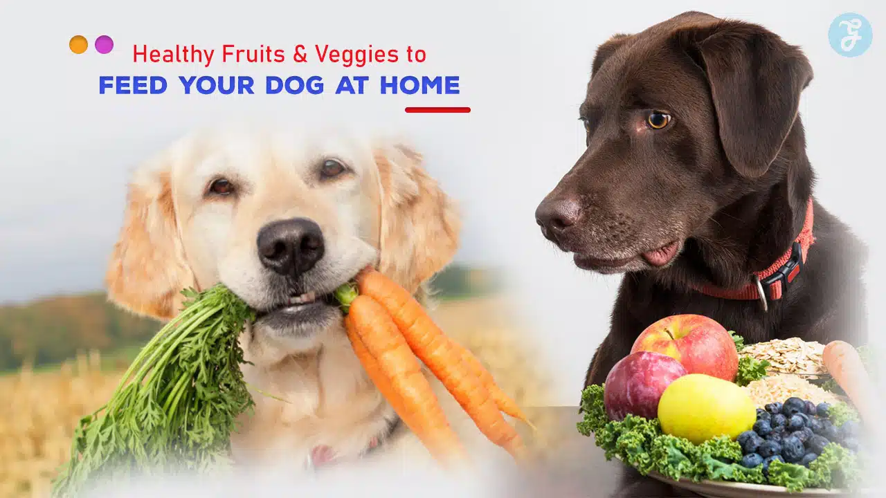 Healthy Fruits and Veggies to Feed Your Dog