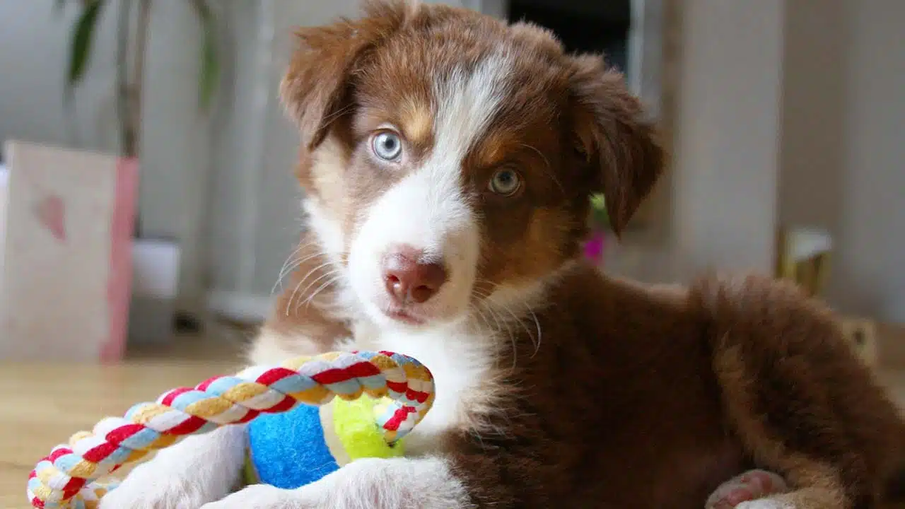 Tips for Housebreaking Your Puppy