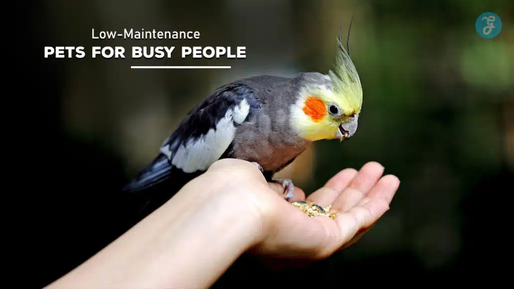 Low-Maintenance Pets for Busy People