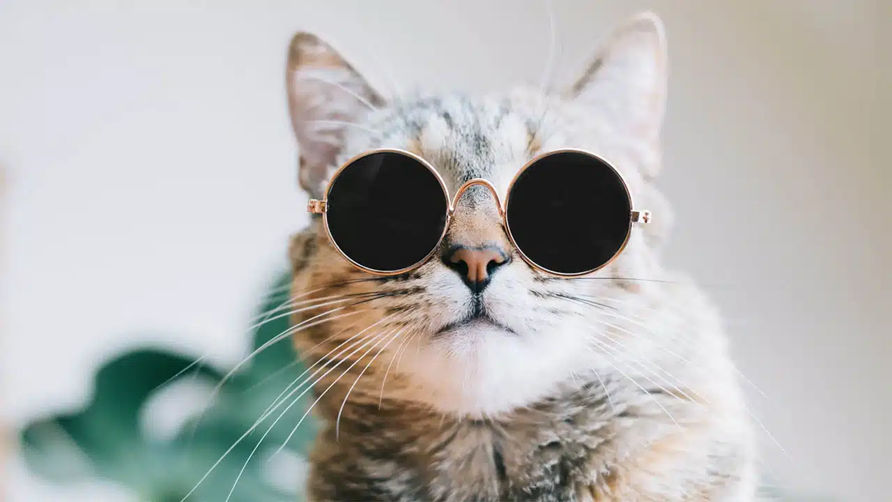 Minimalist Pet Fashion