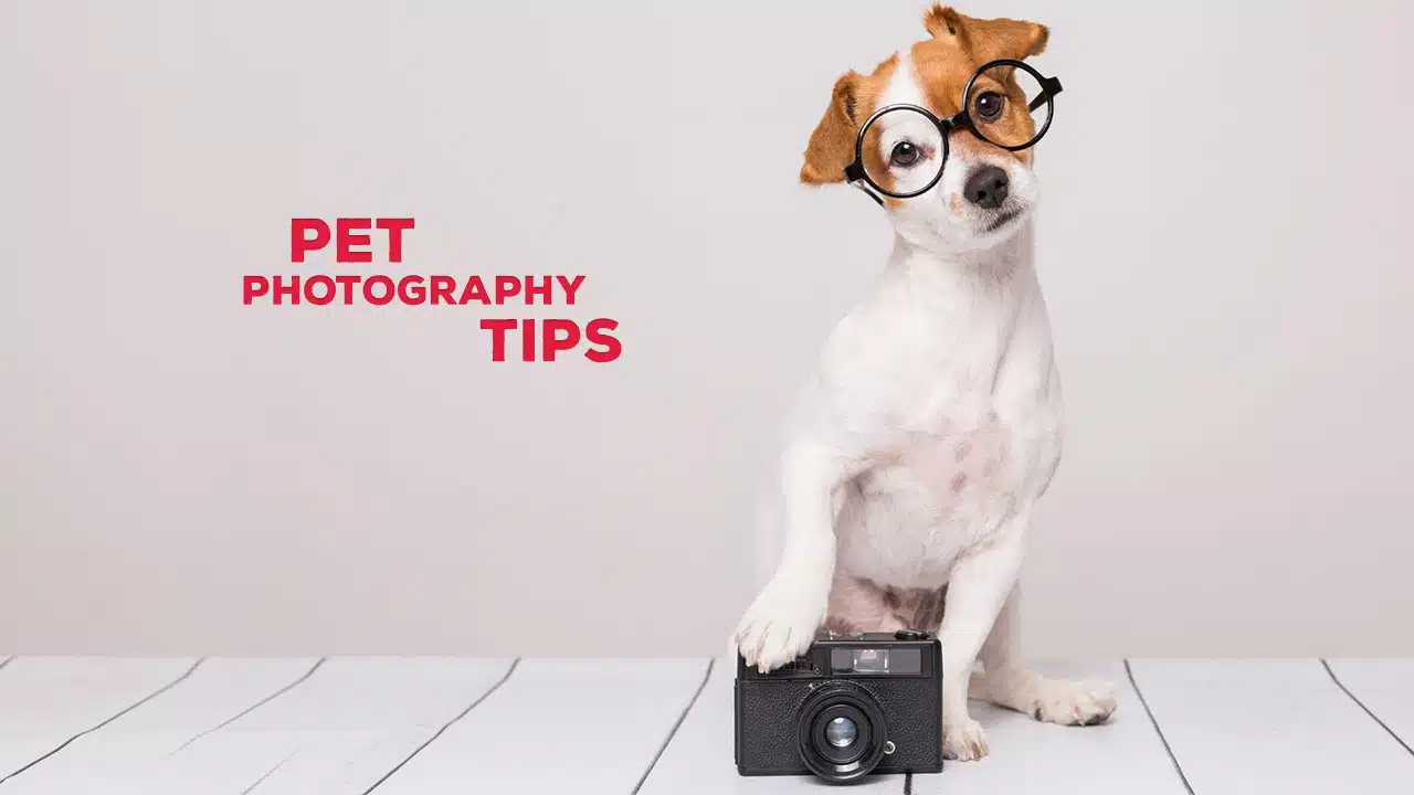 How to Capture Instagram Worthy Shots of Your Pet