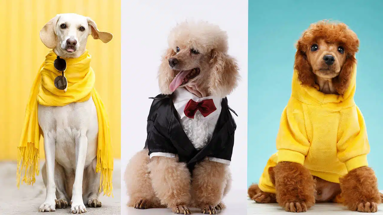 Sustainable Pet Wear