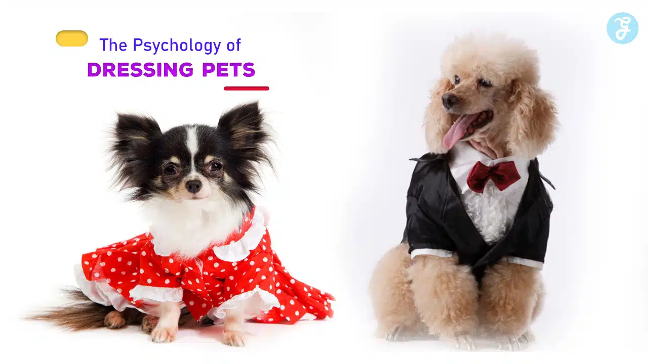The Psychology of Dressing Pets