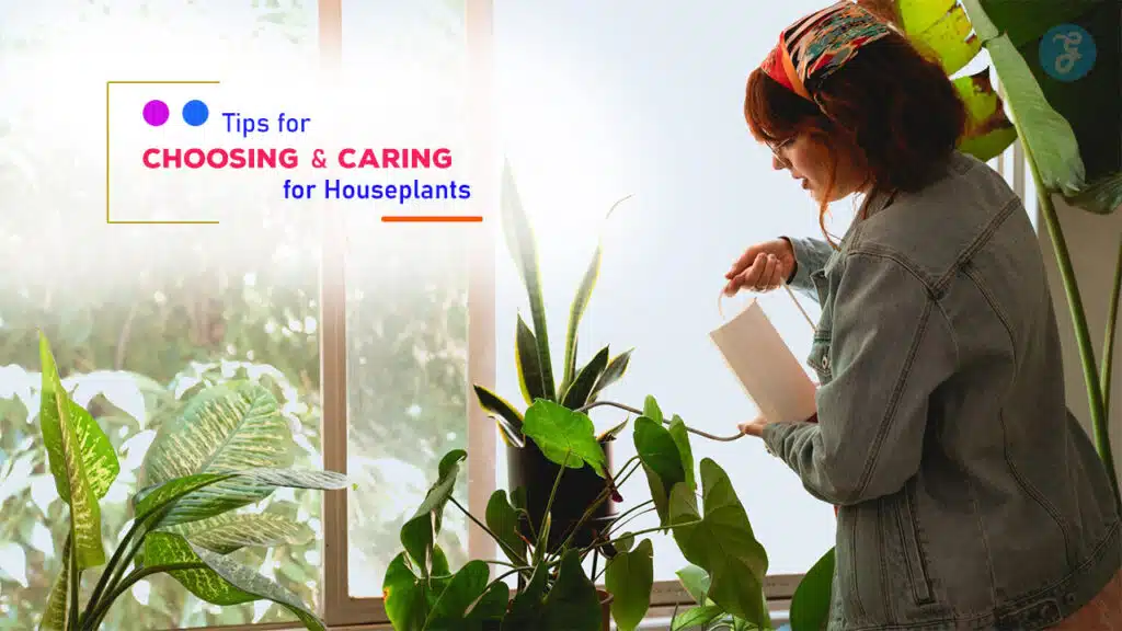 Tips for Choosing and Caring for Houseplants