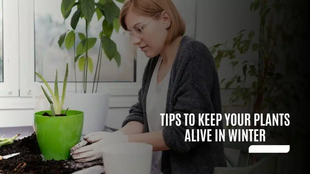 Tips to Keep Your Plants Alive in Winter