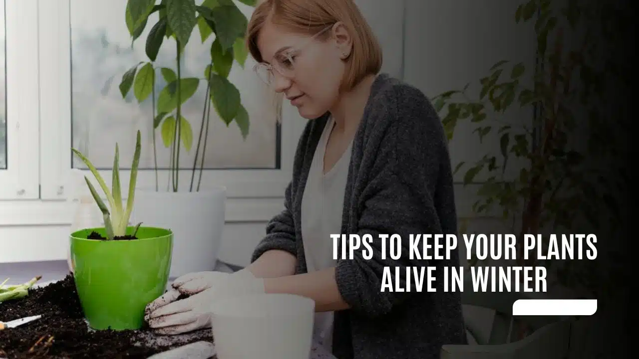 Tips to Keep Your Plants Alive in Winter