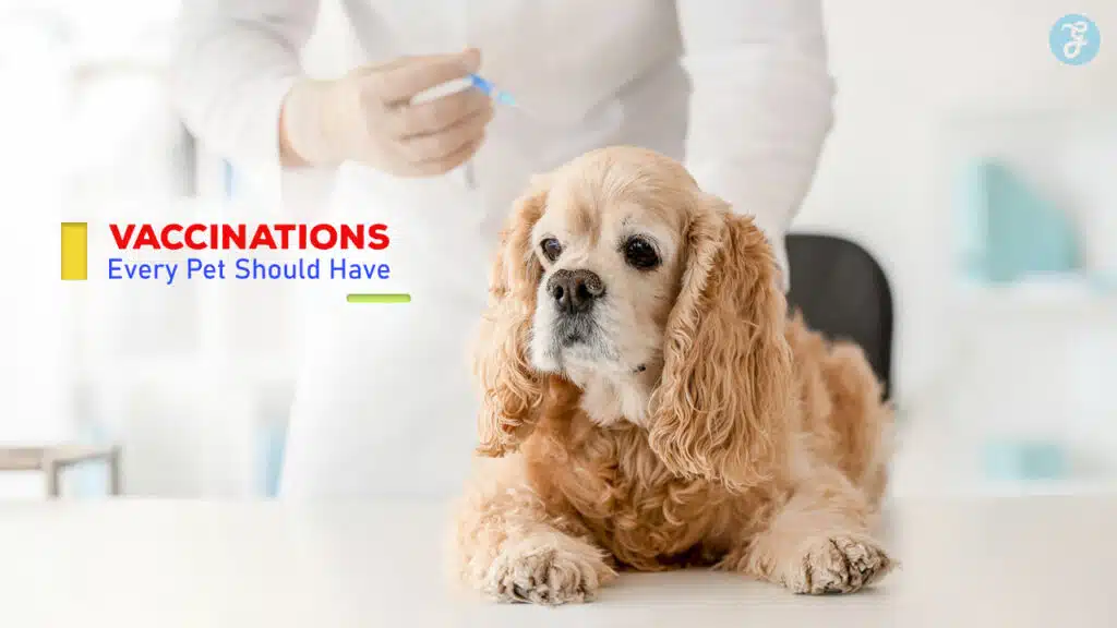 Vaccinations Every Pet Should Have